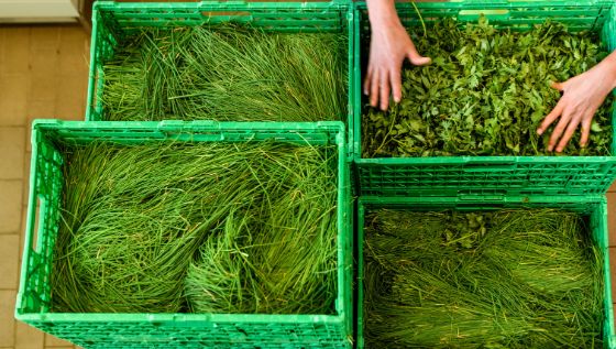 american-express-selects-neue-partner-swiss-alpine-herbs-3
