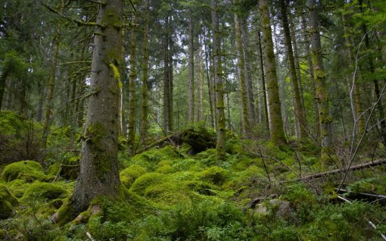 americanexpress-magazin-schwarzwald-sehenswertes-schwarzwald-stagestatic